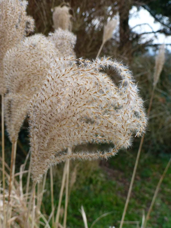 Miscanthus sinensis photo